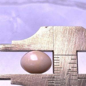 6.7ct light cream natural Conch Pearl from de Caribbean Sea