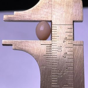 2.9ct Natural Conch Pearl in a Baroque Shape with light pink spotted color