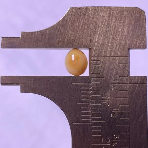 1.3ct Natural Conch Pearl, White spotted (white with brown), Oval: Egg-shaped