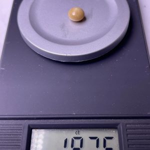 1.8ct Natural Conch Pearl with Saturn Color and Button Shape