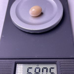 6.7ct light cream natural Conch Pearl from de Caribbean Sea